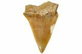 Fossil Mako Shark Tooth - Dakhla, Morocco #312837-1